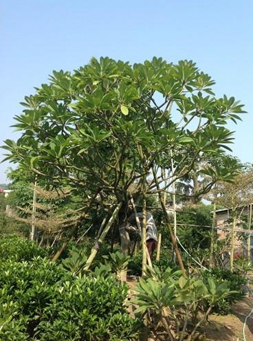 浙江雞蛋花基地，浙江雞蛋花采購，浙江雞蛋花直銷，浙江雞蛋花苗木，浙江雞蛋花價(jià)格