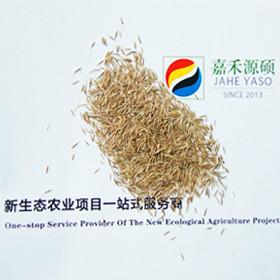 供應(yīng)鼠茅草幫你省去割草蓋草之累