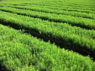 供應(yīng)日本落葉松