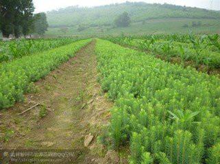 供應云杉苗，遼寧二到年年云杉小苗云杉小苗報價 云杉苗報價