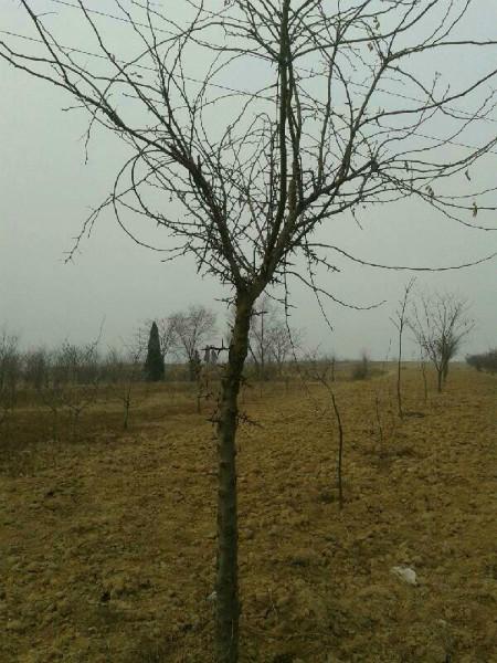 供應(yīng)皂角樹/皂角樹價格/山西皂角樹