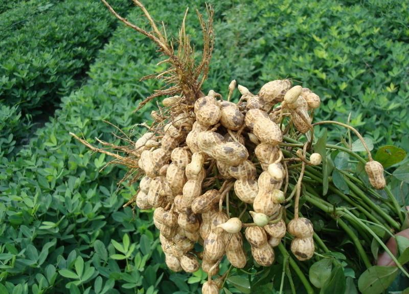 供應木犀草素提取物具有鎮(zhèn)咳和祛痰作用