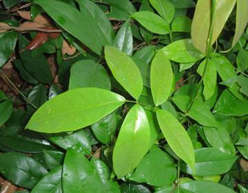 魚藤酮提取物圖片