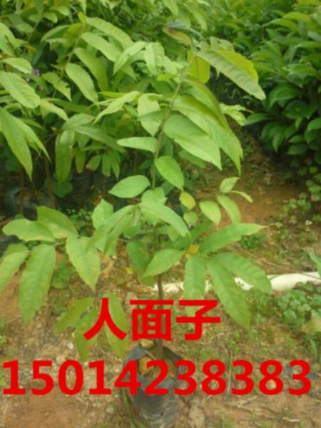 廣東仁面子苗供應商圖片/廣東仁面子苗供應商樣板圖 (3)