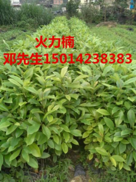 供應(yīng)沉香黃金熊貓紅花荷，火力楠樹苗批發(fā)價，30公分高紅花荷樹苗