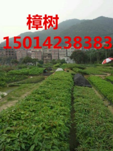 廣州雞年新春 廣州雞年新春楓香 秋風(fēng)30-80公分 批發(fā)秋風(fēng)