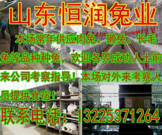 供应肉兔种兔，肉兔养殖场，肉兔养殖技术，肉兔市场价格