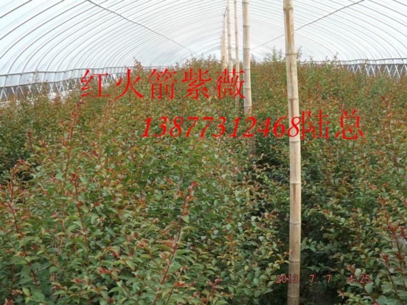 苗木紅火箭紫薇圖片