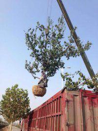 供應(yīng)優(yōu)質(zhì)石榴樹批發(fā)價(jià)格/大量批發(fā)優(yōu)質(zhì)石榴樹/優(yōu)質(zhì)石榴樹供貨商