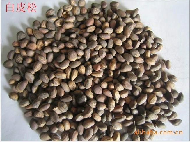 白皮松種子圖片/白皮松種子樣板圖 (3)