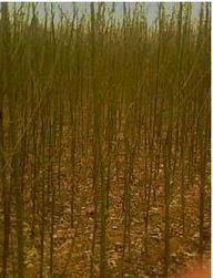 供應(yīng)北欒苗價格.北欒苗供貨商/北欒苗產(chǎn)地價格/大量供應(yīng)北欒苗