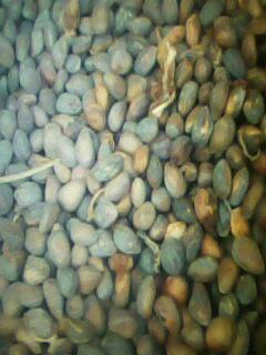 白皮松種子圖片