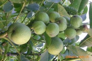 供應山西核桃，/山西核桃價格/山西核桃供應/山西核桃供應商，山西核桃種植注意點