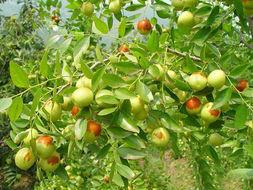 供應(yīng)棗樹苗價格