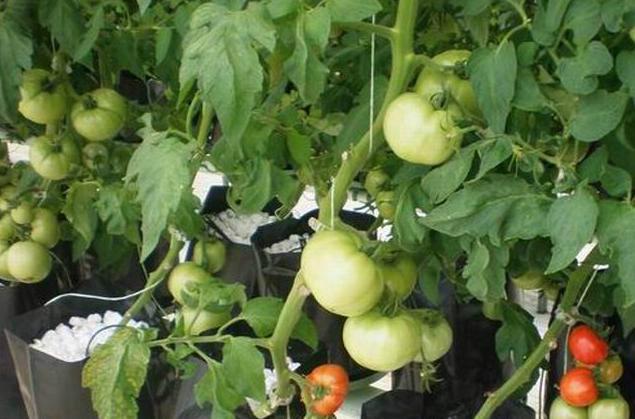 無土栽培設(shè)備圖片/無土栽培設(shè)備樣板圖 (4)