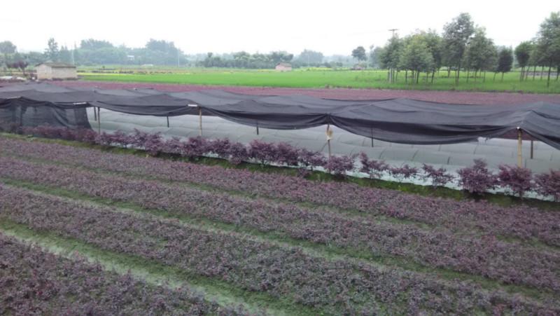 溫江25CM紅花檵木圖片