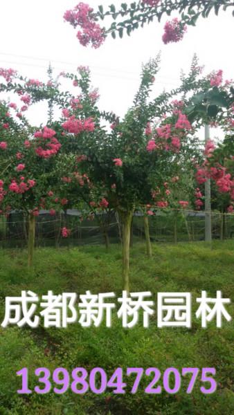 四川圖片/四川樣板圖 (3)