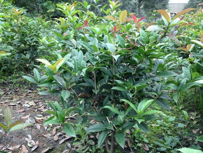 供應四川桂花