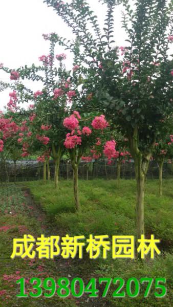 供應(yīng)紫薇速生紫薇紅花紫薇產(chǎn)地，紫薇速生紫薇紅花紫薇基地批發(fā)