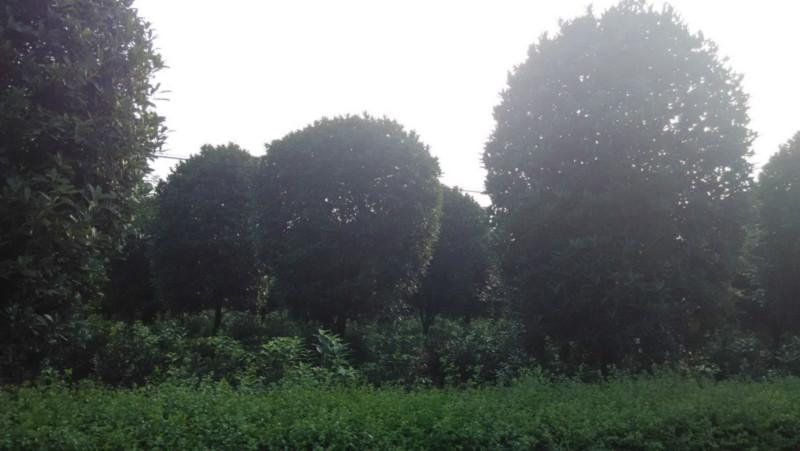 供應(yīng)四川高桿桂花價格，四川高桿桂花價格，四川高桿桂花價格