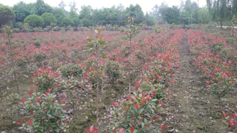 四川成都紅葉石楠小苗圖片