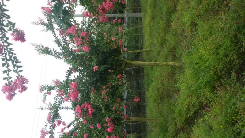 供應(yīng)成都高桿紫薇批發(fā)，成都高桿紫薇批發(fā)基地，成都高桿紫薇批發(fā)超市