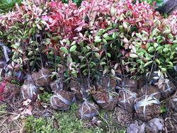 紅葉石楠籠子圖片