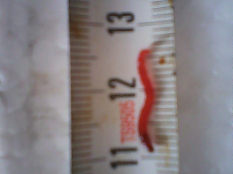 供應山東紅蟲 濟寧紅蟲批發(fā) 菏澤紅蟲批發(fā)