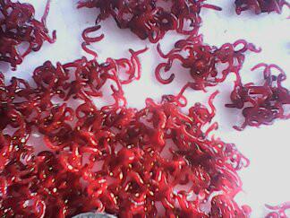 供應(yīng)小號(hào)公蟲 大號(hào)母蟲 冰凍母蟲魚餌廠家直銷