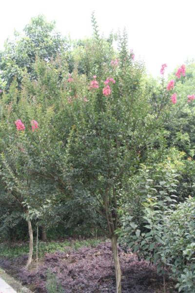 供應(yīng)高桿成都*紫薇紫薇規(guī)格