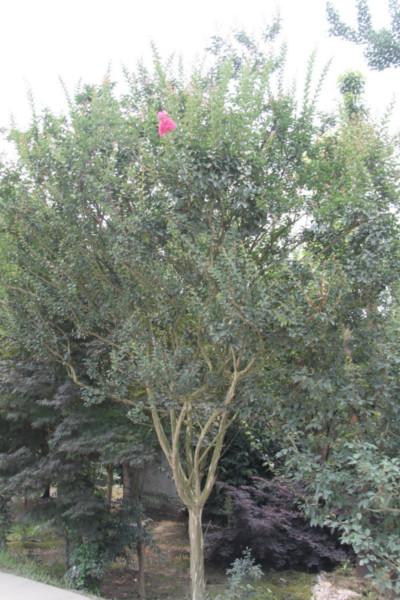 供應(yīng)貴州紫薇紅花*供應(yīng)