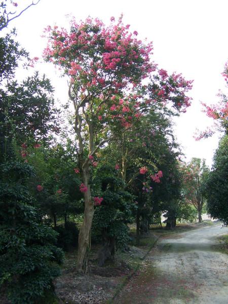 供應(yīng)大紅紫薇成都紅紫薇