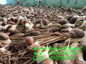 供應(yīng)鮮活白玉蝸牛