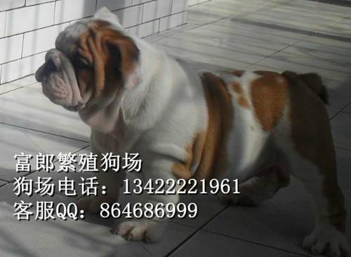 广州哪里有卖斗牛犬 纯种英国斗牛的价格多少 广州哪里有正规狗场