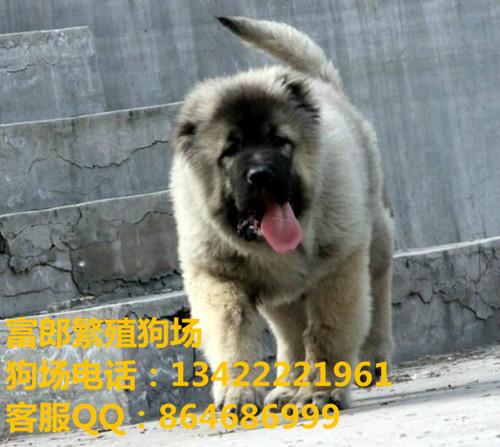 广州哪里有出售大型犬 高加索幼犬价格多少 广州哪里有卖高加索