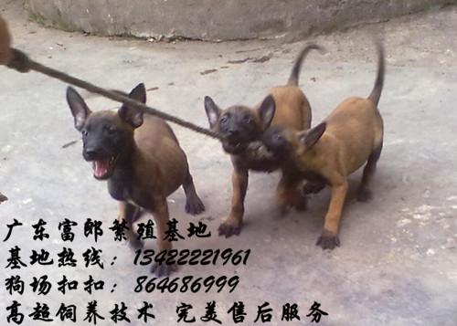 广州哪里有出售马犬 广州哪里有狗场 纯种马犬的价格多少图片