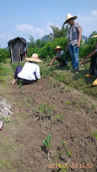 供應東方紅桔苗 東方紅桔大苗