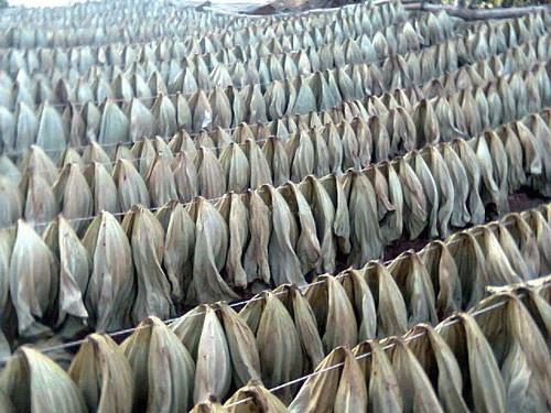 荷葉茶荷葉茶的行情山東荷葉圖片