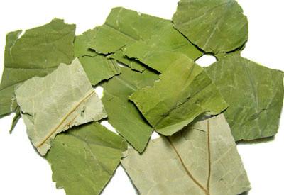 供應(yīng)荷葉哪里有荷葉茶