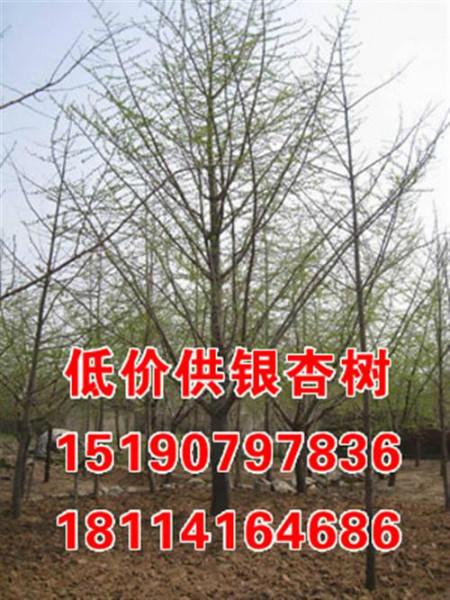 專業(yè)供應(yīng)12公分銀杏樹圖片