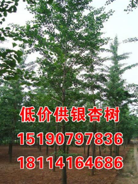 江蘇省邳州金生25公分銀杏樹苗批發(fā)價(jià)格