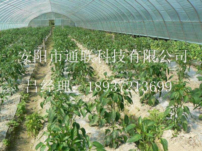 安阳市新型蔬菜大棚厂家