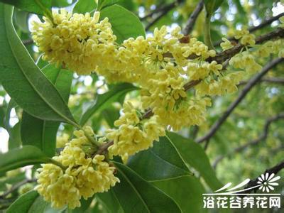 桂花油圖片/桂花油樣板圖 (3)