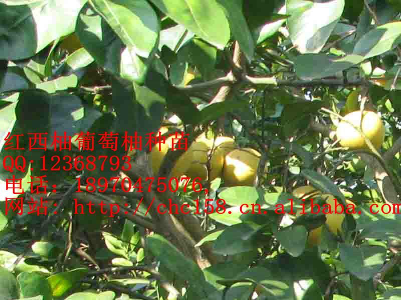供應西柚苗，葡萄柚苗，甜葡萄柚苗，甜紅西柚苗，葡萄柚果樹盆景苗