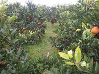 供應塔羅科血橙苗，紅玉血橙苗，玫瑰血橙苗