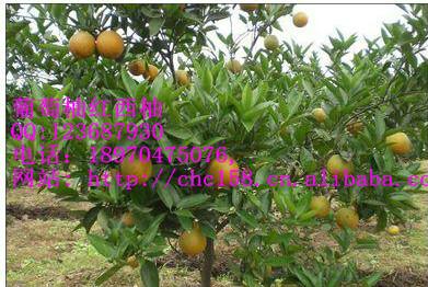 供應西柚苗，葡萄柚苗，甜葡萄柚苗，甜紅西柚苗，葡萄柚果樹盆景苗
