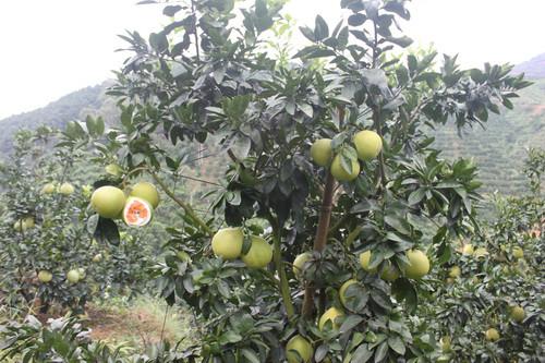 供應(yīng)黃肉蜜柚苗，黃金蜜柚苗，橙肉蜜柚苗，黃心蜜柚苗