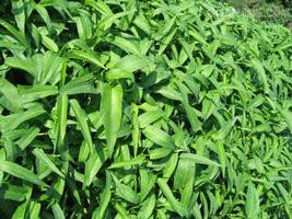 供應(yīng)水上竹葉菜種子，竹葉菜種苗，空心菜種子，水上空心菜種子