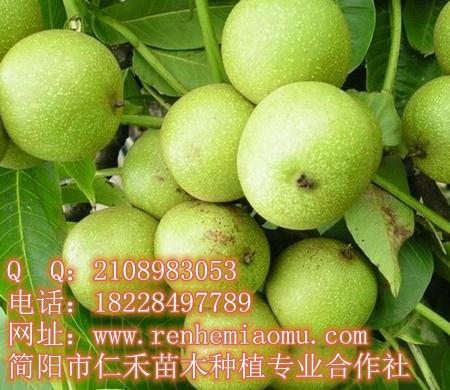 重慶核桃苗基地 重慶核桃苗批發(fā) 重慶核桃苗價格　優(yōu)質(zhì)核桃苗直銷