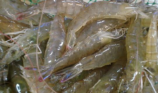 供應(yīng)魚骨肉分離機(jī)魚類骨肉分離機(jī)